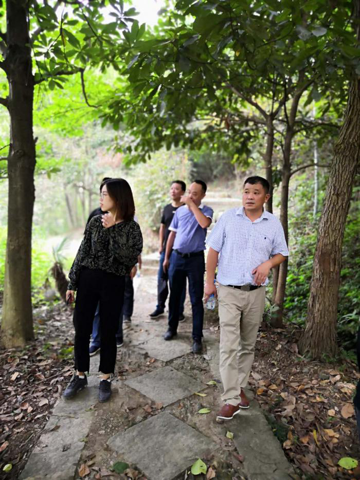 集团总经理陪同棕榈股份赴桃花源景区实地调研