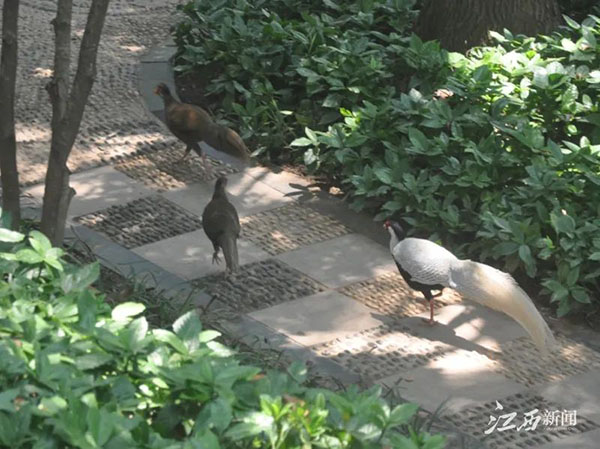 神奇动物&ldquo;白鹇&rdquo;安家在锁江楼